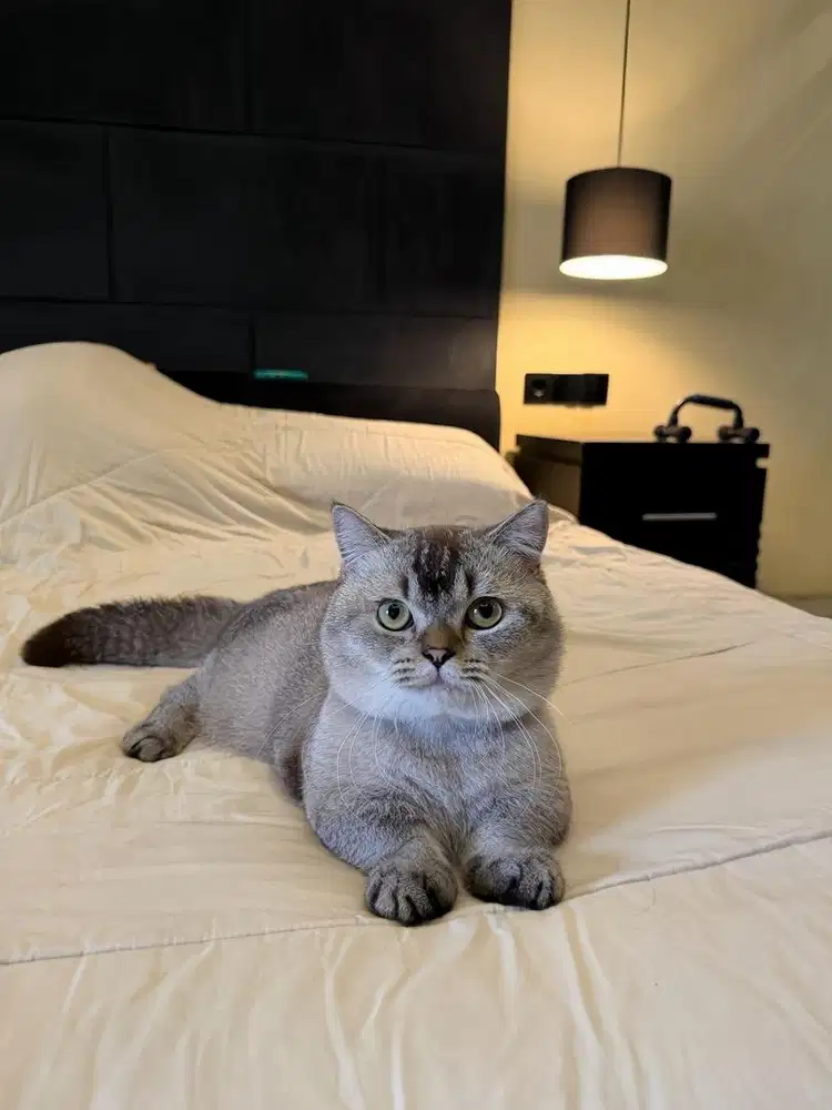 Munchkin British Shorthair MALE BSH SF