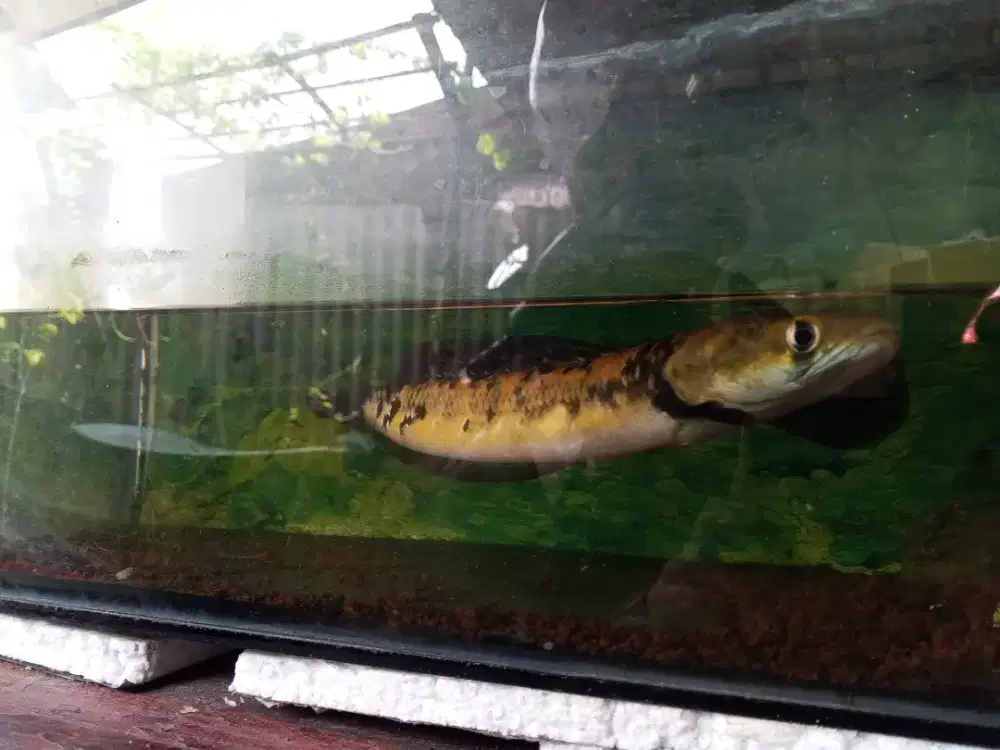 Ikan Channa Yellow Maru