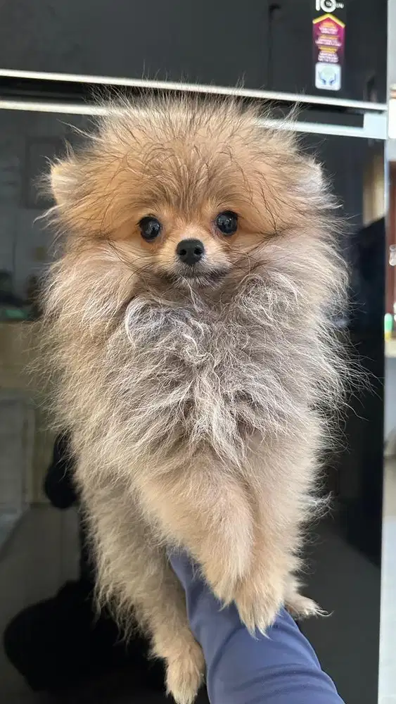 Anjing Minipom Teacup Betina STB