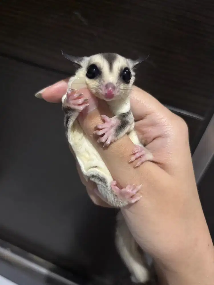 SUGAR GLIDER WHITE FACE (BETINA)