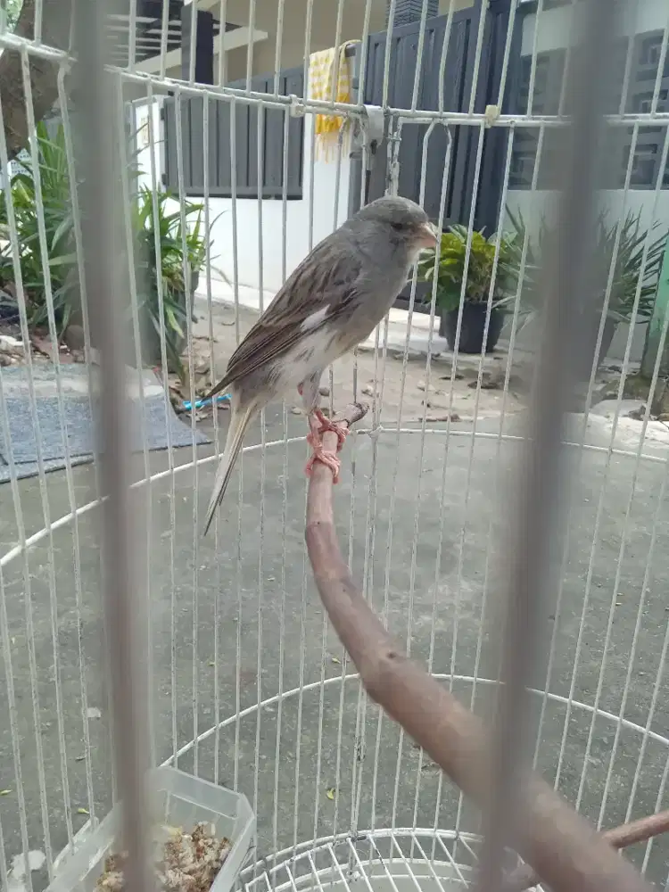 Kenari panda F1 jantan body big