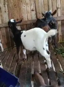 sepasang kambing mini ekonomisan pygmi F1 4-6bln TB 35cm murmer puas