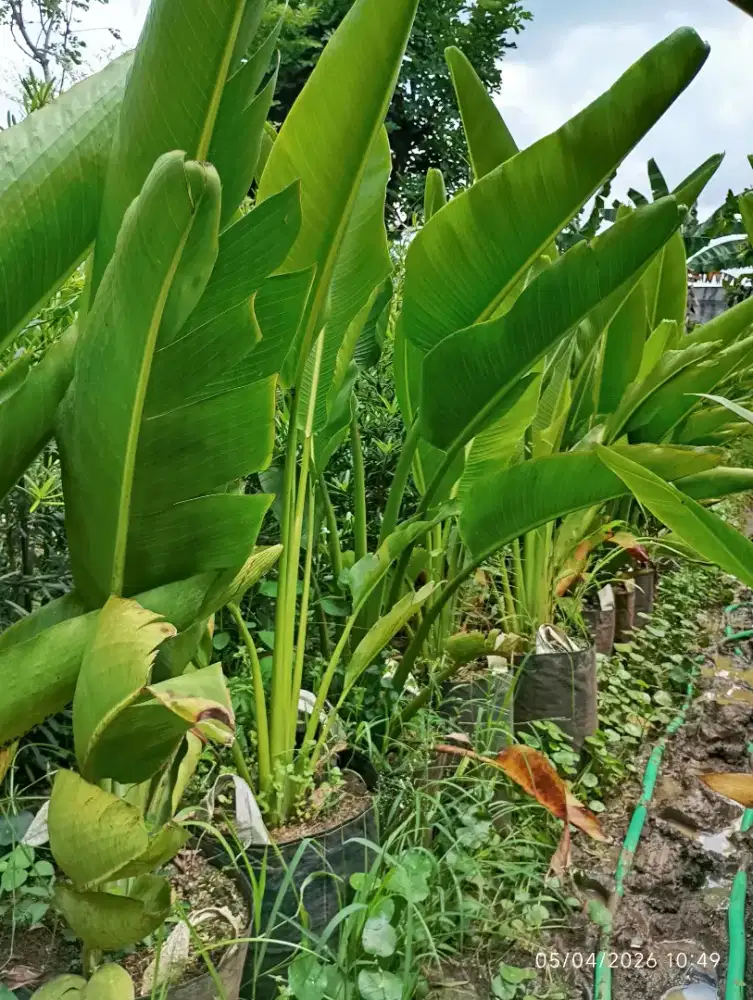 Tanaman Pisang Kipas