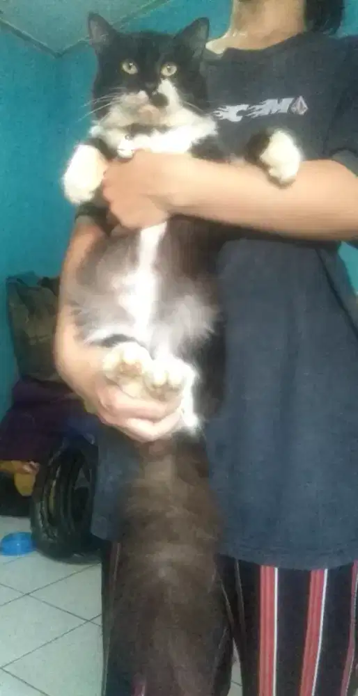 Kucing Persia medium jantan birahi