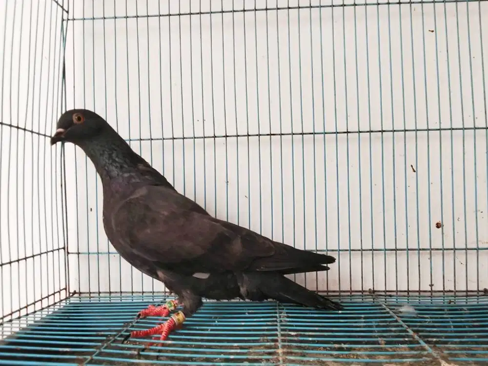 Burung Dara Betina
