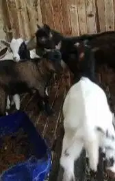 sepasang kambing mini pygmi 4-6 bln TB 35cm ekonomisan murmer exotik