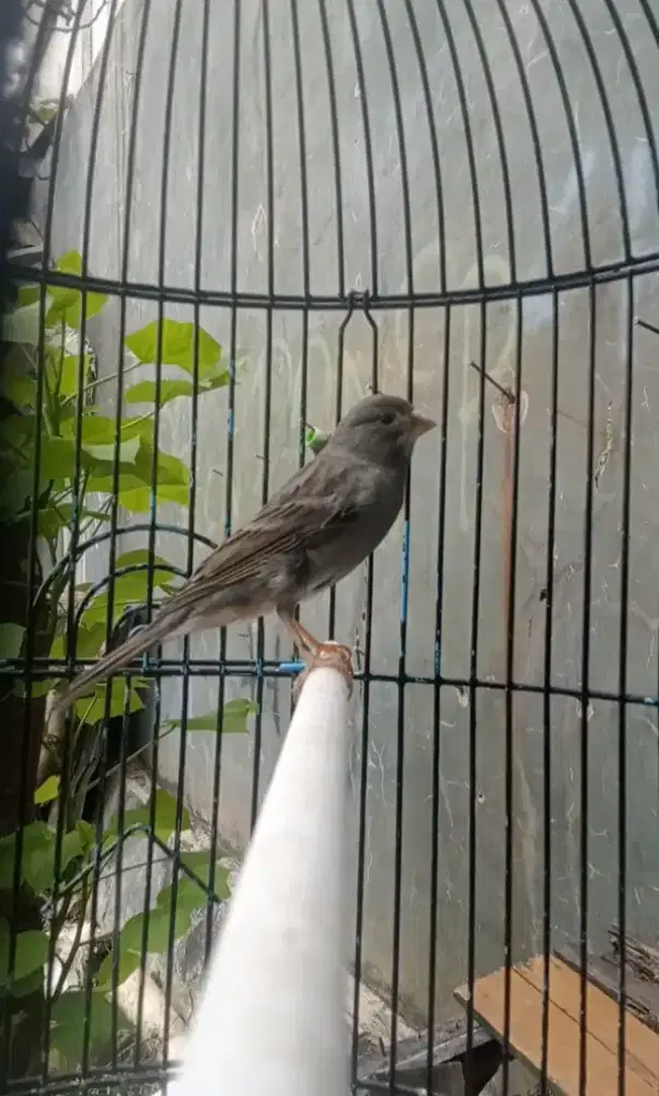 Loper starblue polos gacor