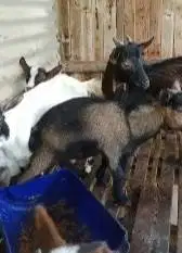sepasang kambing mini pygmi F1 ekonomisan murmer TB 35cm exotik kerdil