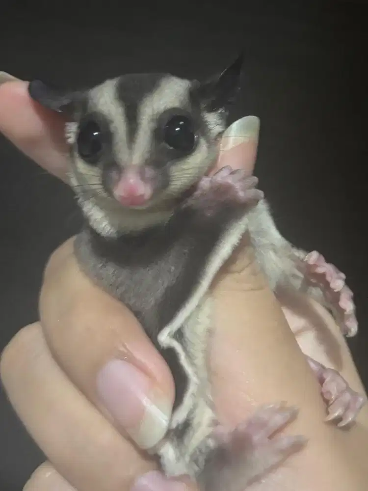 SUGAR GLIDER CLASSIC GREY (JANTAN)