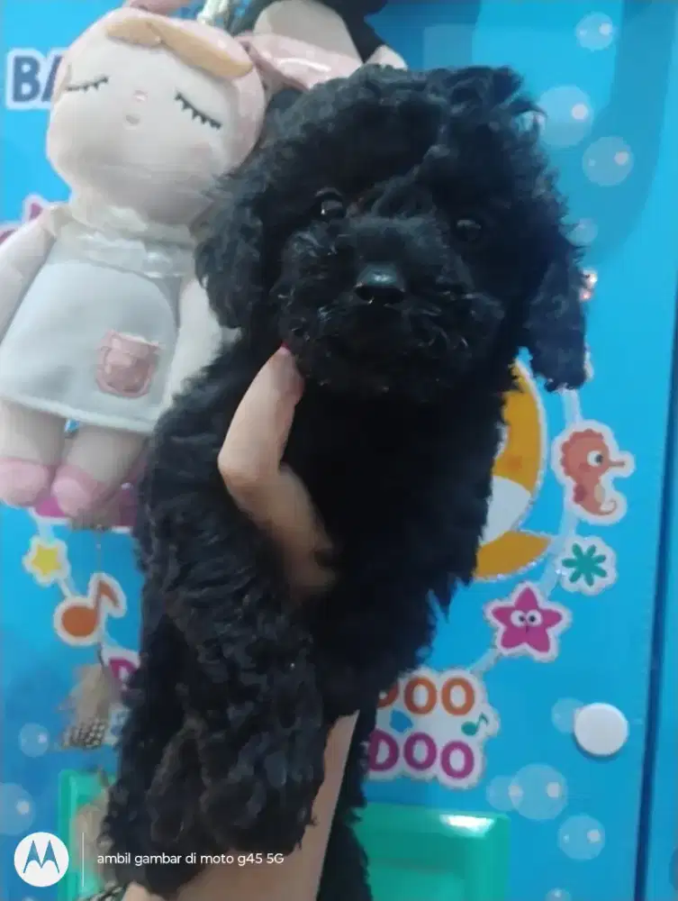 Anjing Poodle Betina usia 1,5 bulan