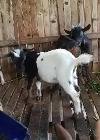 sepasang kambing mini pygmi 4-6 bln TB 35cm exotik unik koleksian puas
