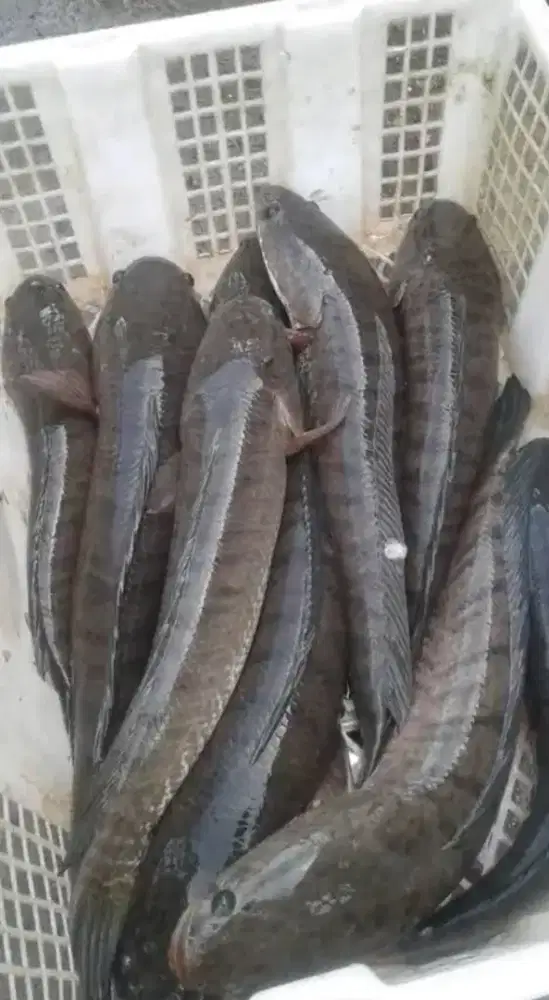 Makanan terbaik dan bergizi