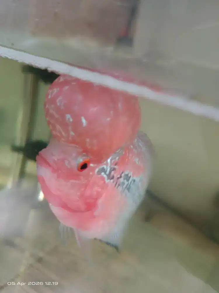 Louhan srd boom 3jari