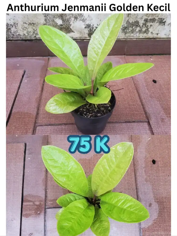 Anthurium jemani golden kecil
