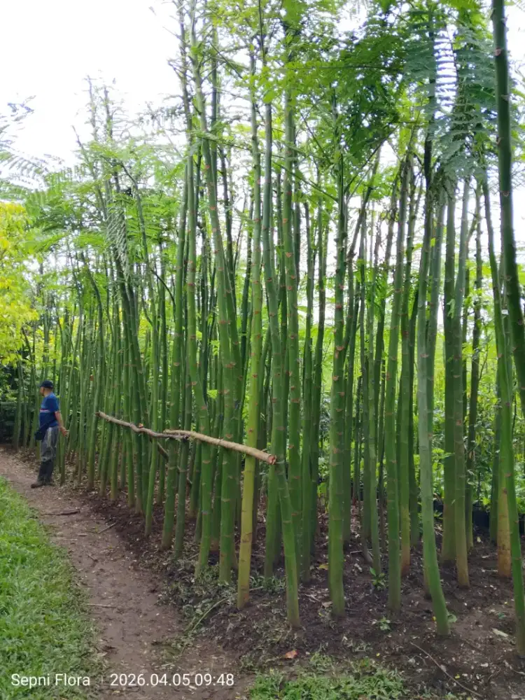 Jual Tanaman Pakis brazil  / solubium