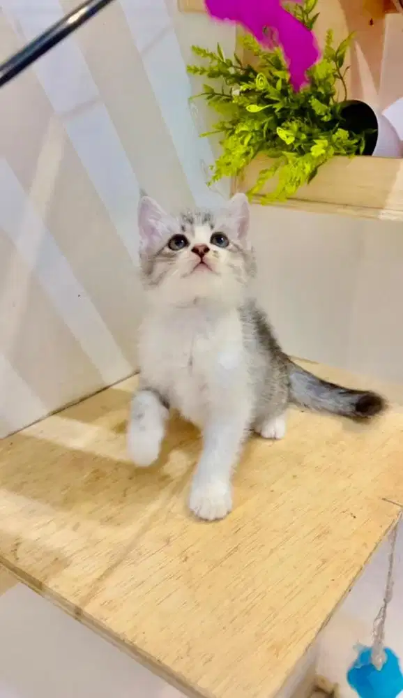 Kucing Persia Short Hair