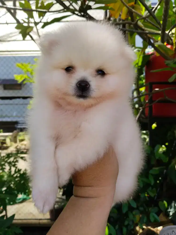 Anak anjing superminipom