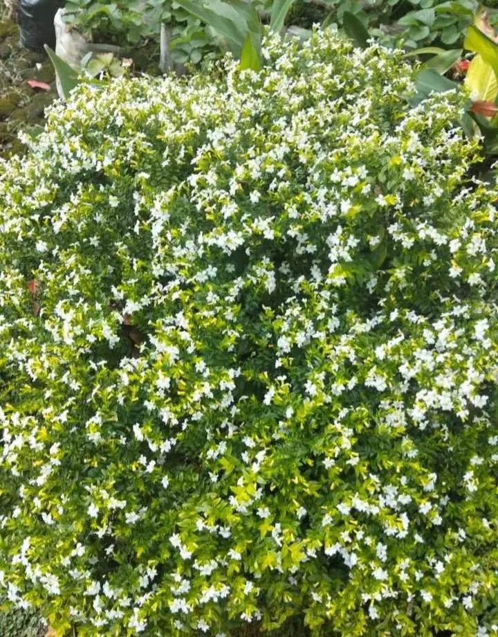 Cari kerja apa aja yang penting halal