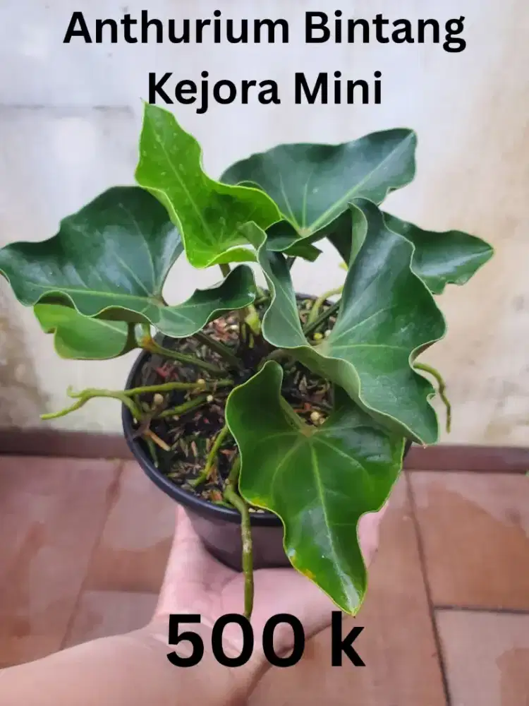 Bunga Anthurium bintang gejelora mini