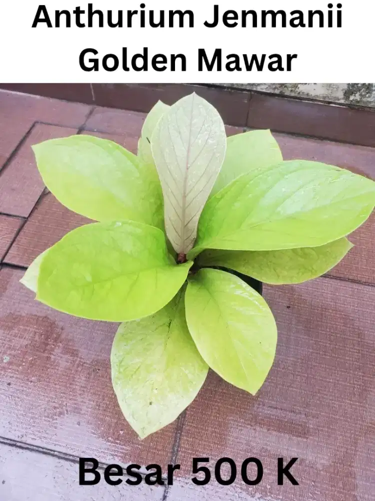 Bunga Anthurium jemanii mawar