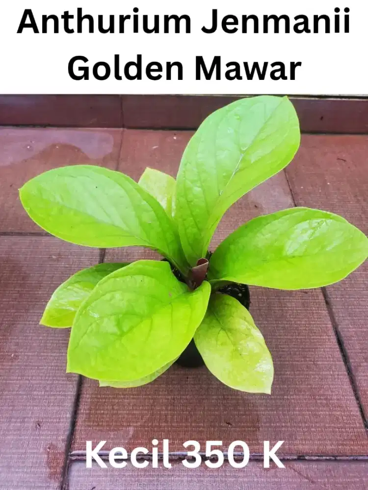 Bunga Anthurium jemani golden mawar