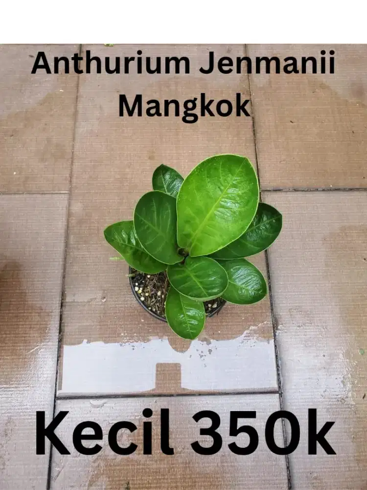 Bunga Anthurium jemani mangkok
