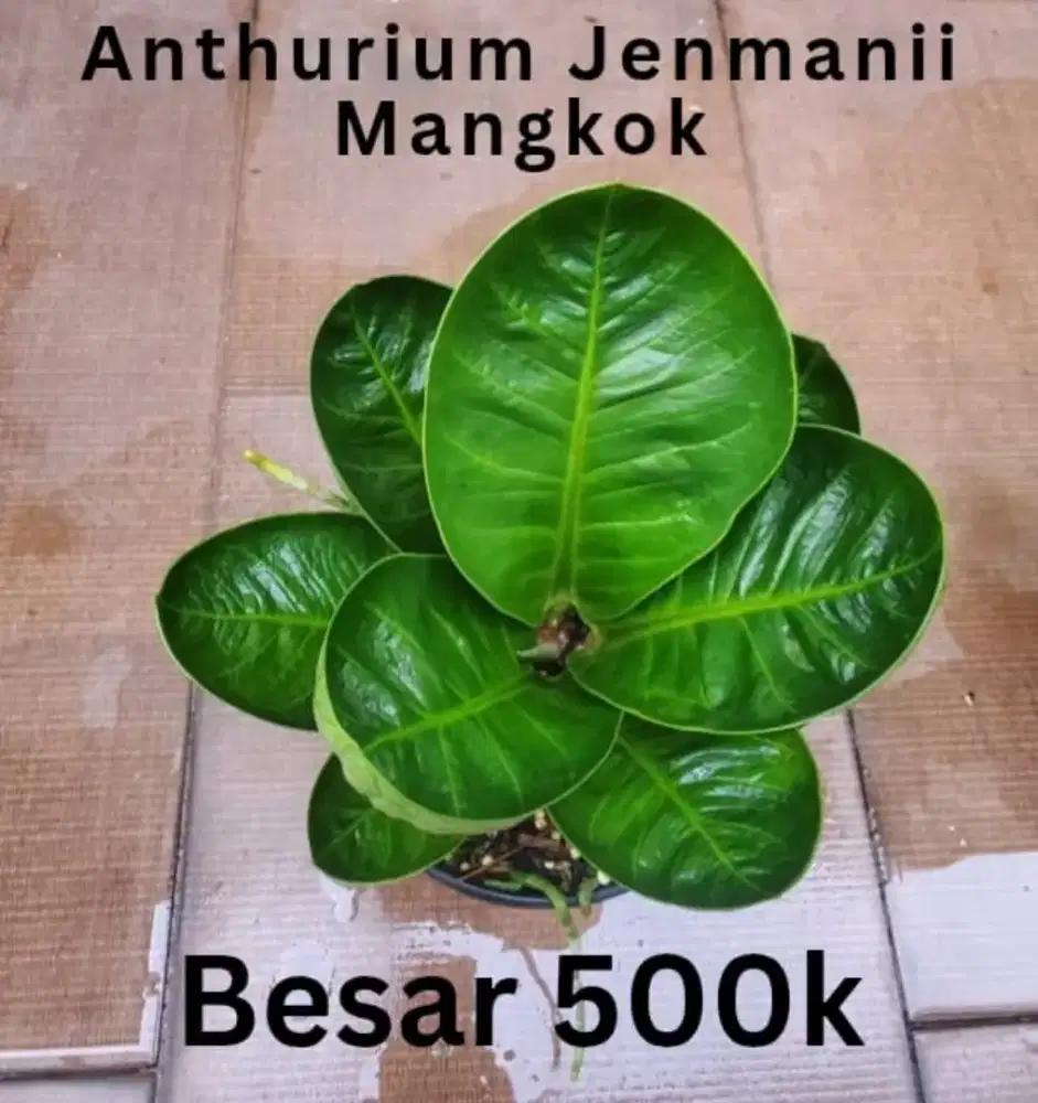 Bungan Anthurium jemani mangkok