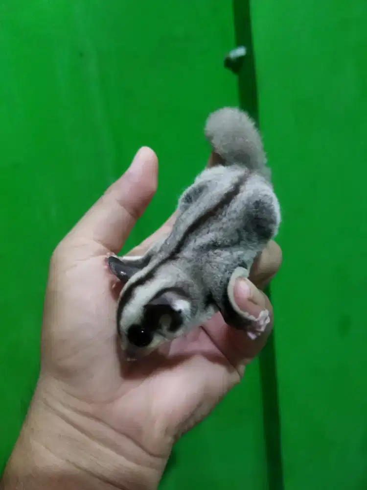 sugar glider classic gray betina