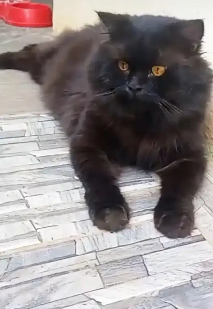 Kucing himalaya edisi sibuk kerja dr pd ga ke urus mangga ambil,nagreg