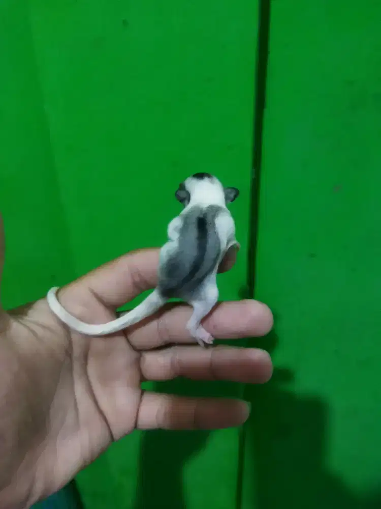 sugar glider mozaic jantan