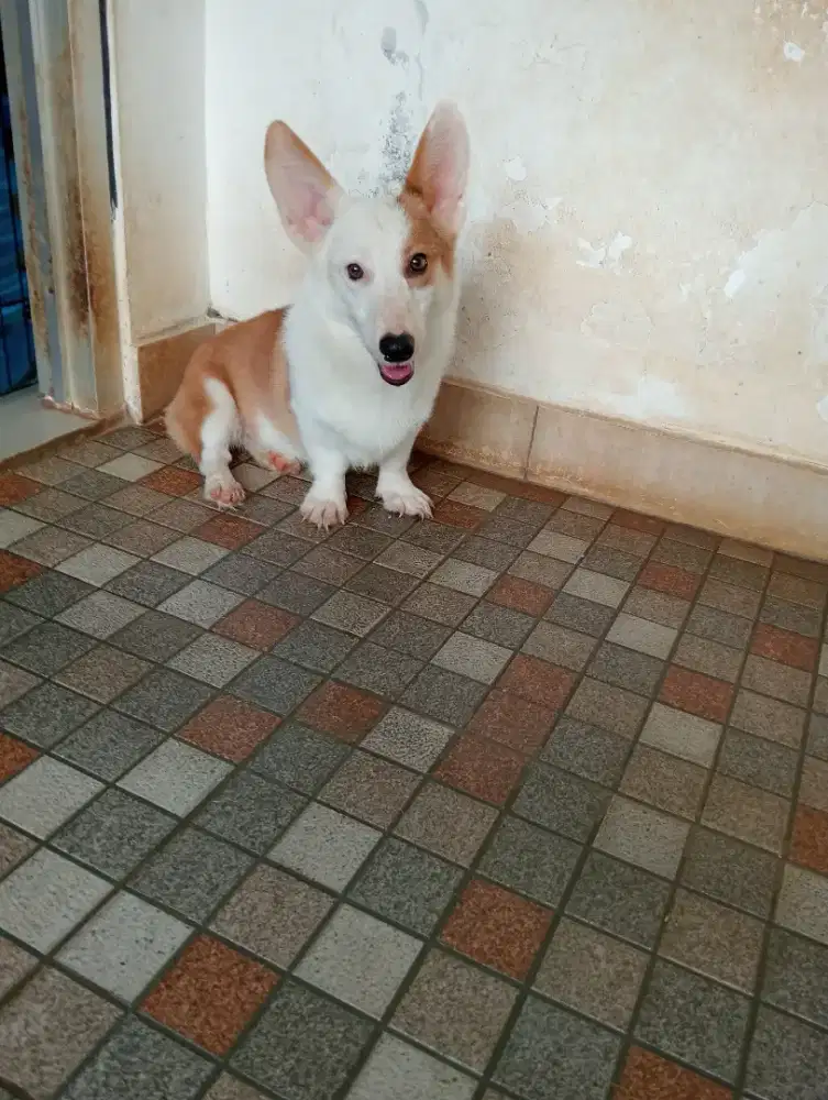 Remaja corgi jantan