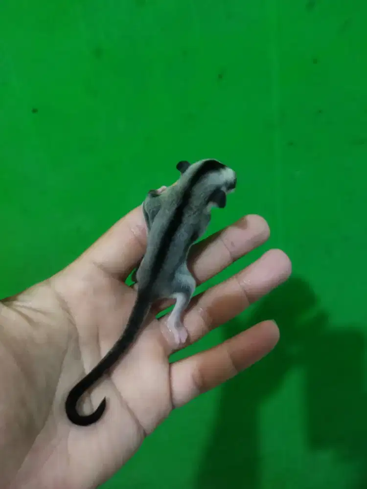 sugar glider classic gray betina