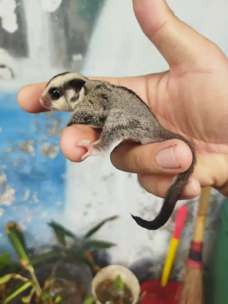 sugar glider classic gray jantan