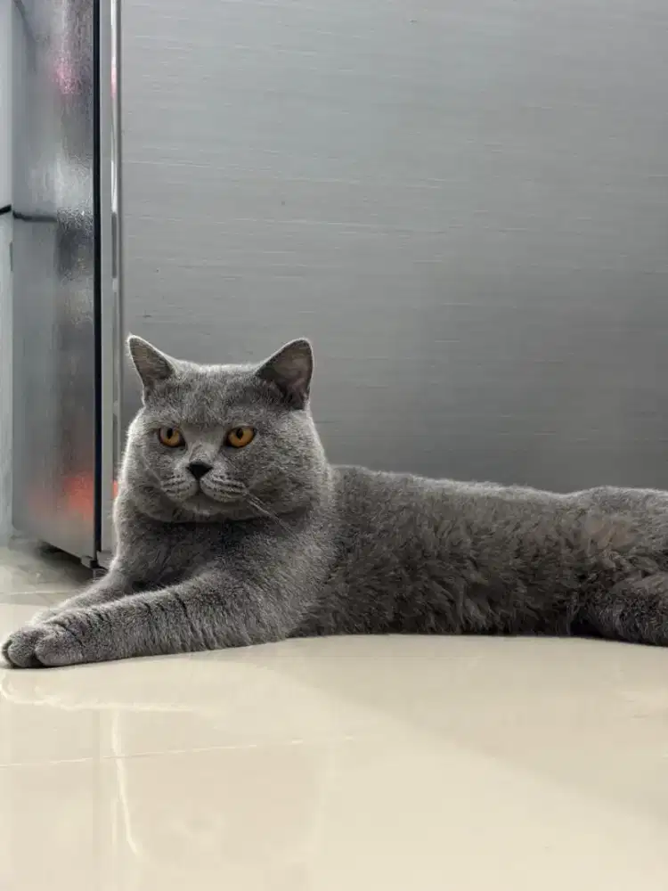 (BSH) british short hair