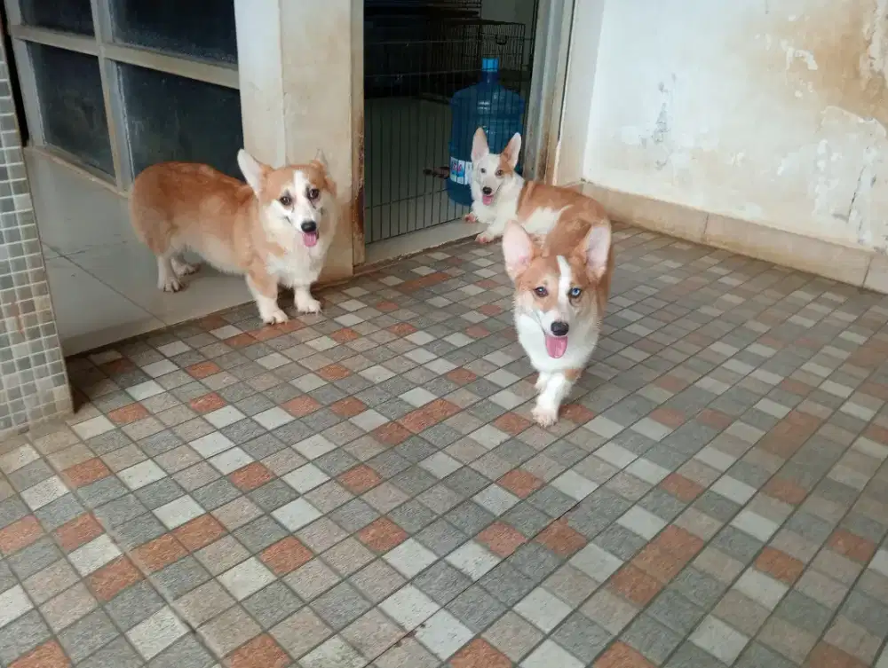 Jual borong 3 corgi murahhh