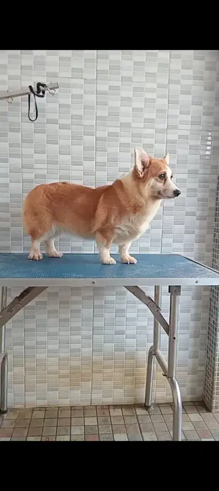 Jual borong sepasang corgi plus 1 poodle