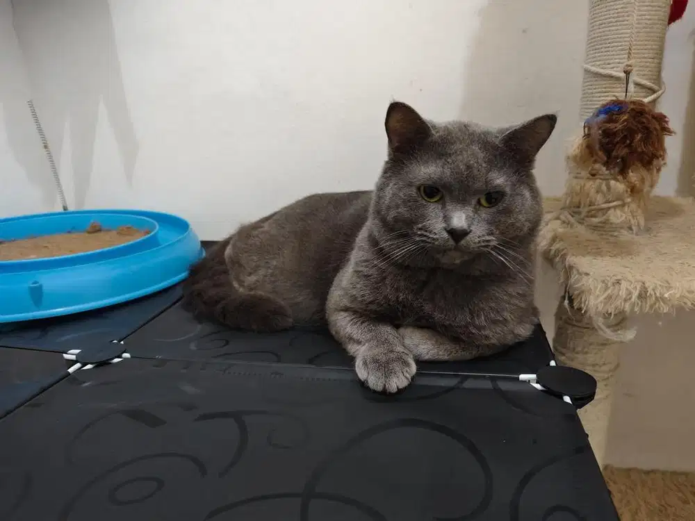 Lepas Adopt Kucing BSH British Short Hair