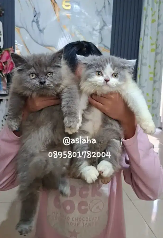 Anak kucing anggora/kitten flatnose jantan/kucing persia  jantan