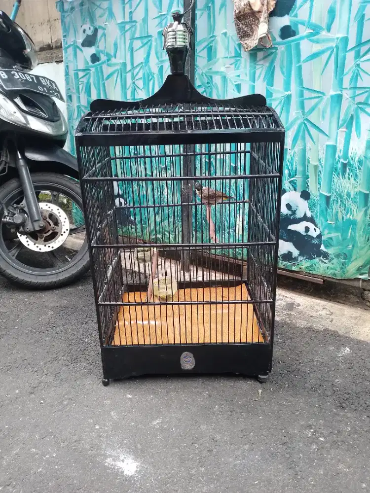 Kutilang fullset kandang ebod nomor 2