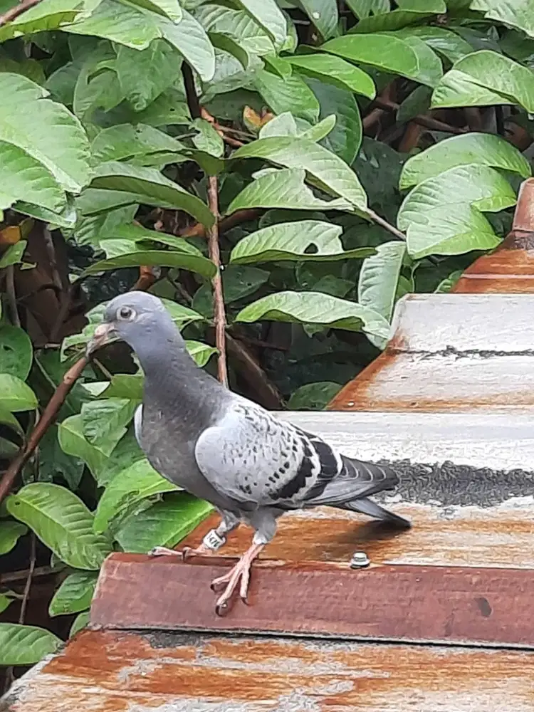 Piyik Manditi induk eks lomba