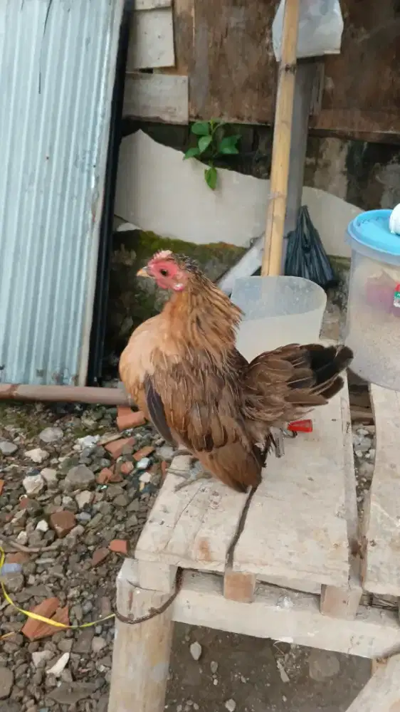 Betina Serama sudah pro2x