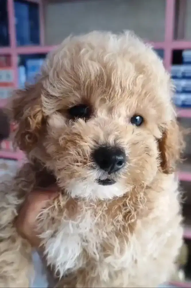 Podle aprikot jantan 2 bln