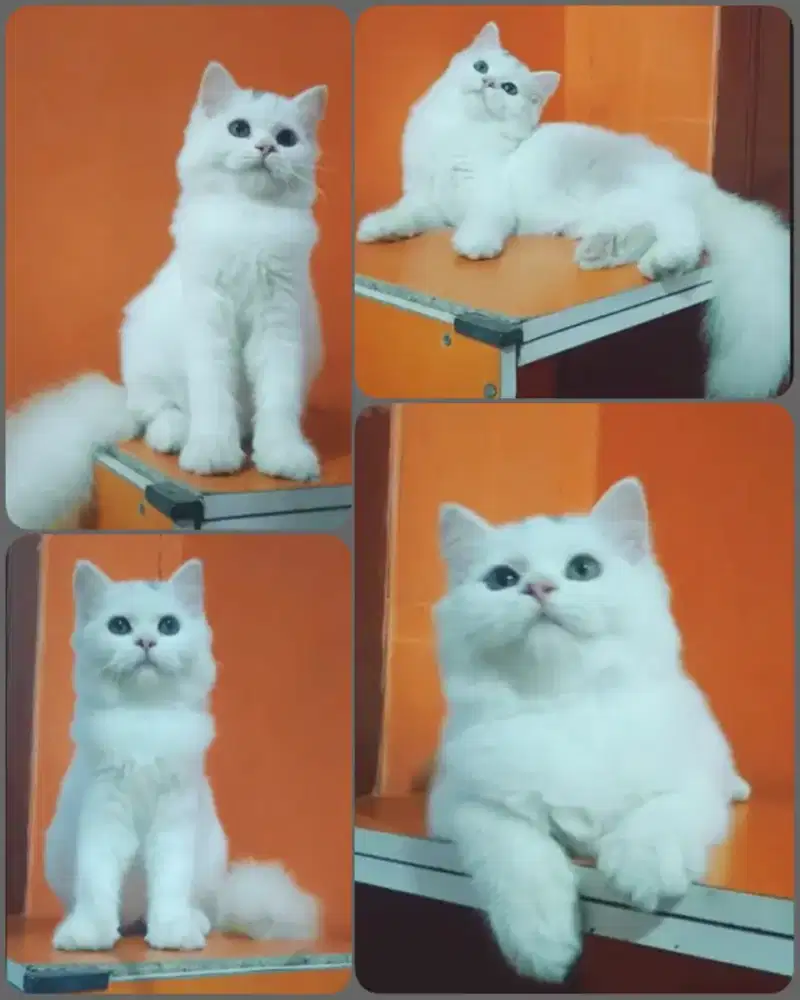 Betina cantik manis usia 4bulan