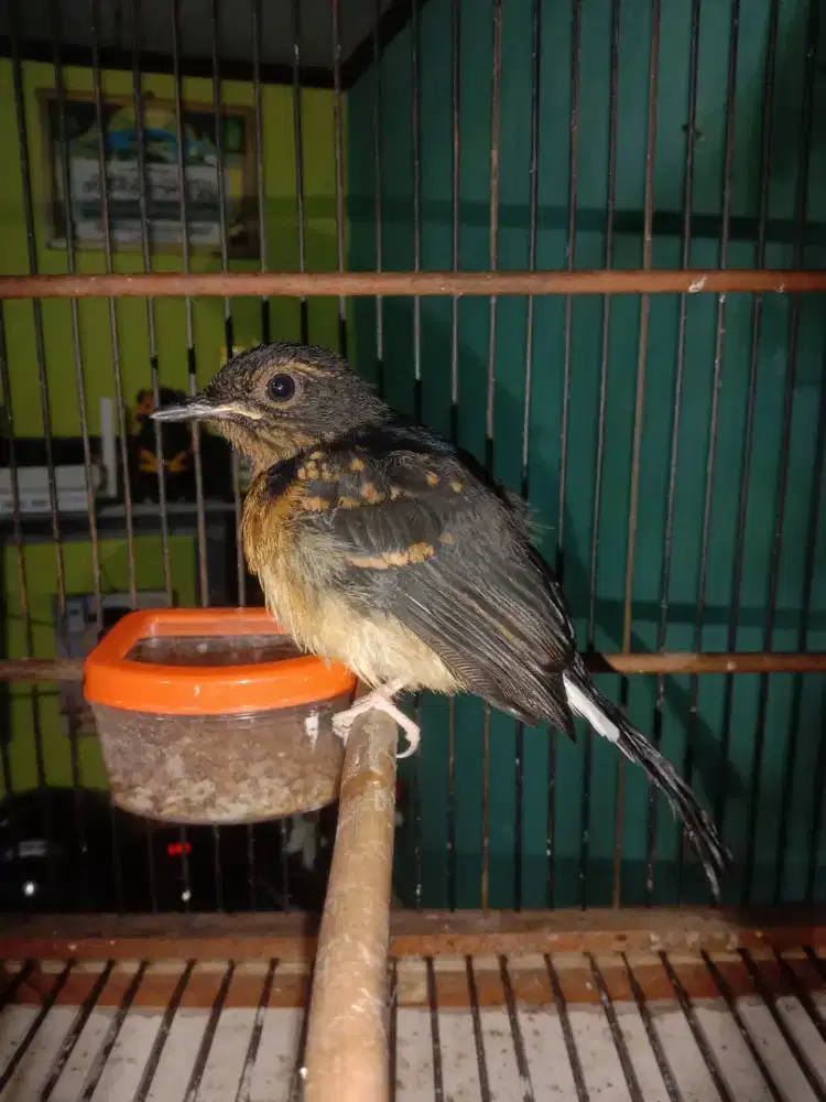 Burung Murai Batu trotol Jantan trah larwo, Mines aktivitas Normal