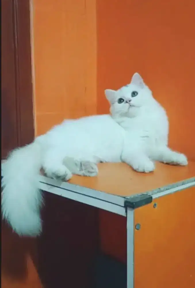 Betina ginuk. Ginuk. Manjalitah usia 4bulanan