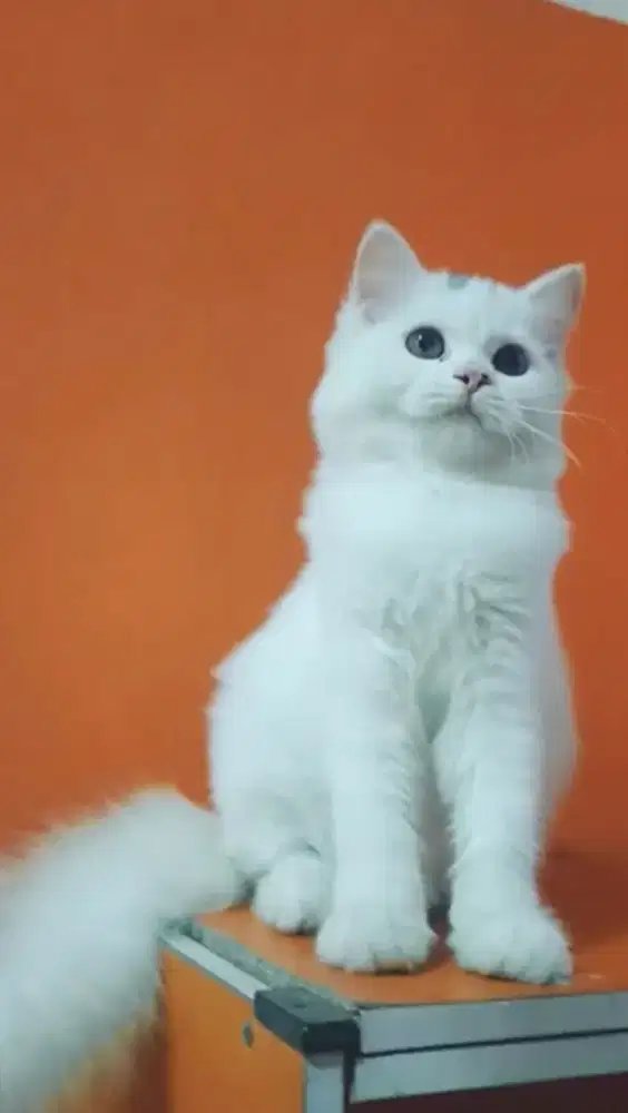 Betina 4bulanan cantik