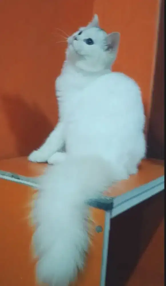 Betina cantik usia 4 bulanan