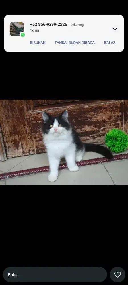 kucing kitten anakan anggora persia ragdoll himalaya mainecoon