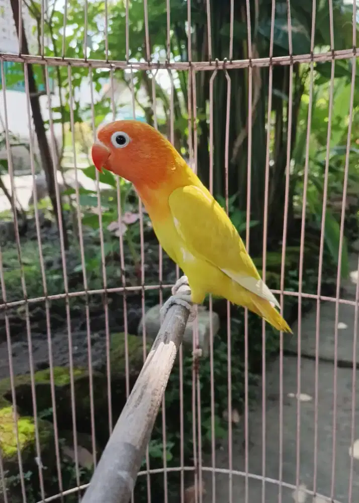 Lovebird Pastelino/Aqua blue2/biola jika jantan