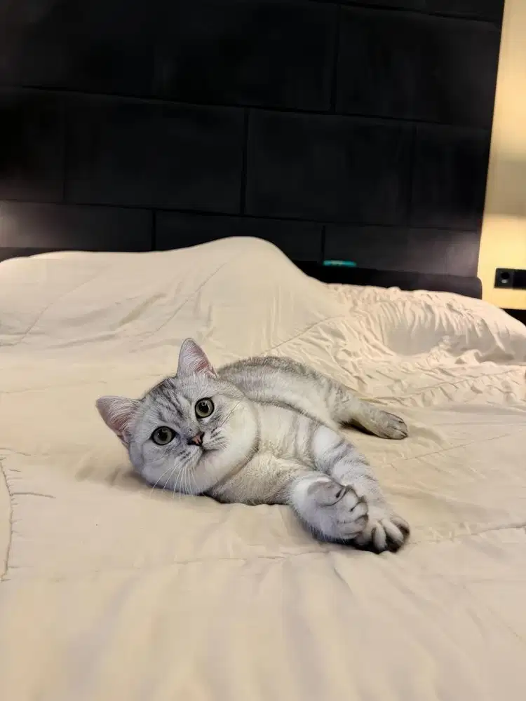 Kucing British Shorthair Silver Tabby FEMALE BSH SF